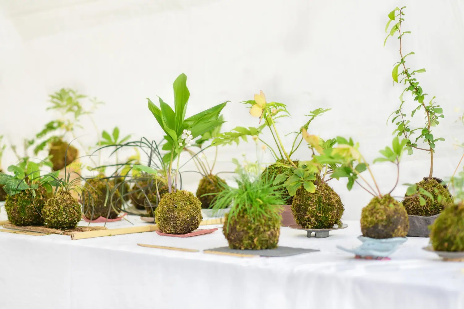 Kokedama: Japońska sztuka tworzenia wiszących ogrodów