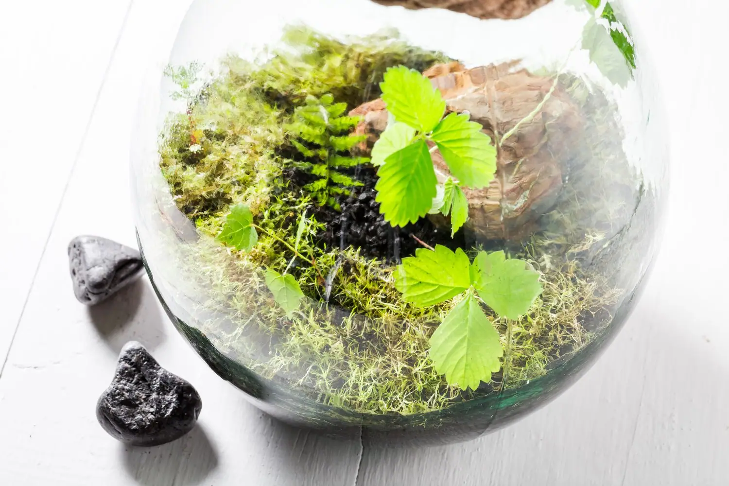 Terrariumy z mchem: Jak stworzyć mini ekosystem w szklanym pojemniku