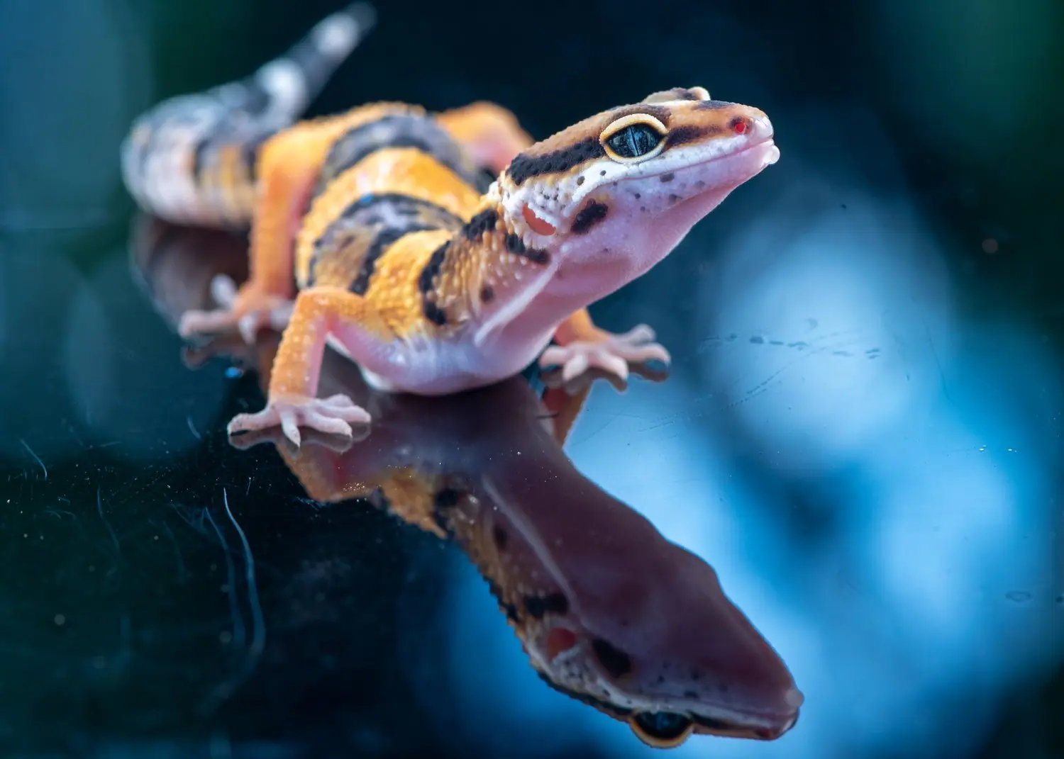 Terrarium dla gekonów: Jak urządzić pierwsze terrarium dla gadów?